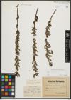 Foto von Salix purpurea L.